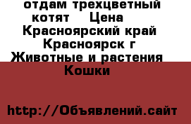 отдам трехцветный котят  › Цена ­ 1 - Красноярский край, Красноярск г. Животные и растения » Кошки   